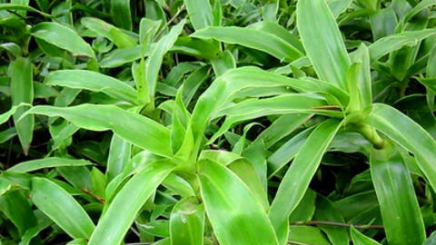 Chữa đau lưng với những vị thuốc nam cơ bản