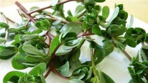 Món ăn vị thuốc từ rau sam có tác dụng chữa bệnh tốt