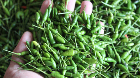 Cây Ớt Xiêm - vị thuốc vườn nhà chữa bệnh cực hay