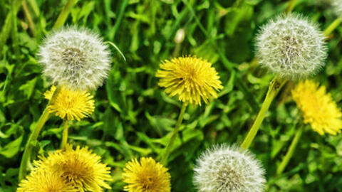 Trà từ bồ công anh chữa nhiều bệnh được Đông y