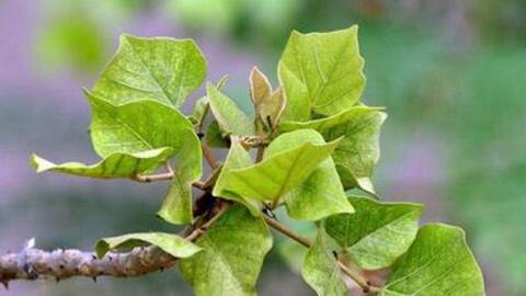 Bài thuốc chữa bệnh từ lá vông nem