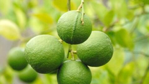 Lát chanh đông lạnh giúp phòng chống ung thư bạn biết chưa