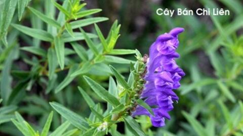 3 cây thuốc nam tốt cho bệnh nhân ung thư giai đoạn cuối