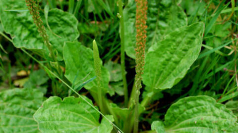 Bài thuốc thanh nhiệt, lợi thủy từ cây mã đề