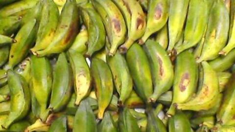 Bài thuốc quý từ cây chuối hột