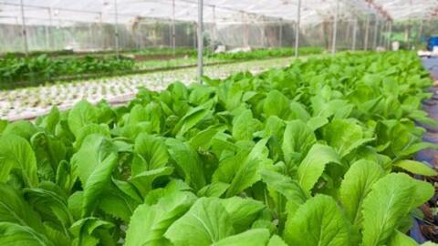 Món ăn bài thuốc cực hay từ cải canh