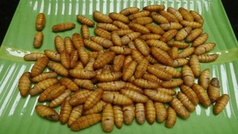 Cách chế thuốc bổ từ con tằm