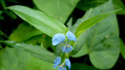 Thài lài trắng - vị thuốc dễ tìm thanh nhiệt, giải độc