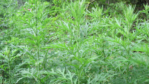 Bạn có thực sự biết những tác dụng này của ngải cứu?