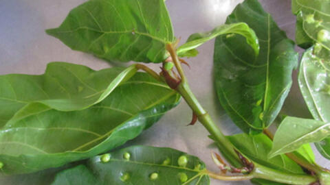 Lá sung tật có lợi hơn lá sung thường?