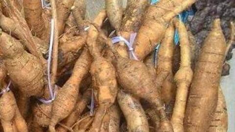 Cát sâm - vị thuốc bổ mát dễ sử dụng