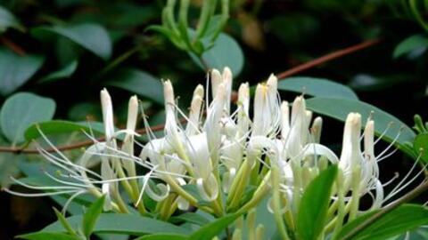 Bệnh chàm - vị thuốc nam chữa bệnh hiệu quả