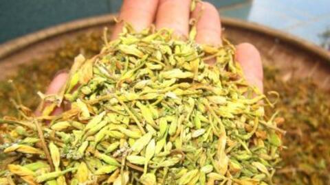 Bài thuốc dân gian điều trị bệnh ho gà