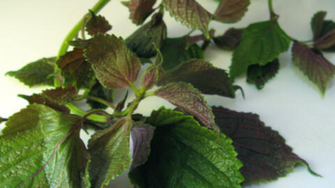 Tía tô là vị thuốc chữa bệnh thần kỳ