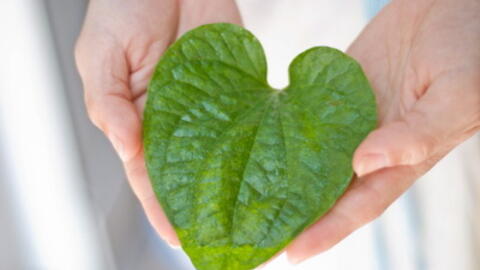 10 tác dụng của cây trầu không không phải ai cũng biết