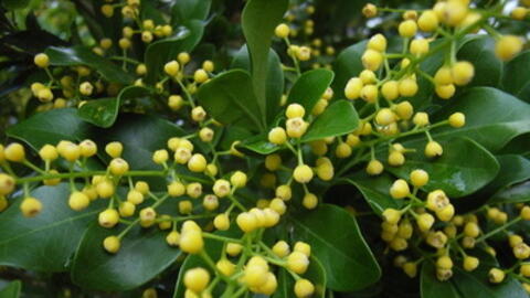 Hỗ trợ điều trị tăng huyết áp với vị thuốc từ hoa ngâu