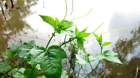 Bệnh mất ngủ ở người cao tuổi - cách điều trị