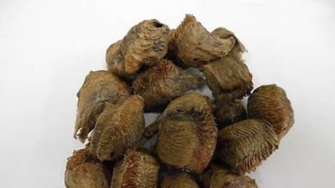 Bài thuốc hay trị bệnh đái dầm