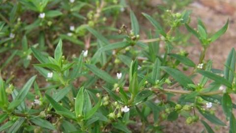 Cỏ lưỡi rắn hoa trắng giúp thanh nhiệt, chống u