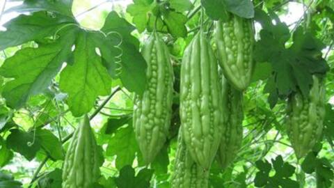 Mướp đắng có tác dụng giảm nồng độ men gan