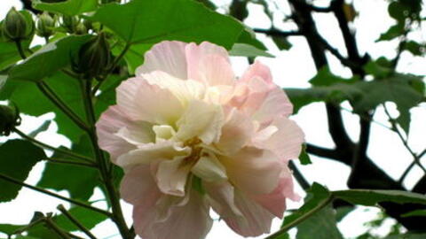 Giải độc, giảm đau từ vị thuốc cây phù dung