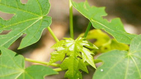 Tác dụng của lá đu đủ với bệnh ung thư