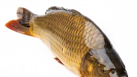 Bất ngờ công dụng tuyệt vời của một số loại cá