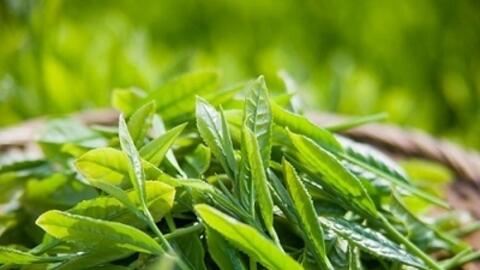 Trẻ hóa làn da, làm đẹp cơ thể nhờ tắm trà