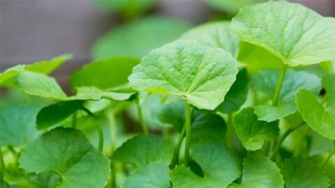 Những cây thuốc nam dễ trồng ngay trong vườn nhà