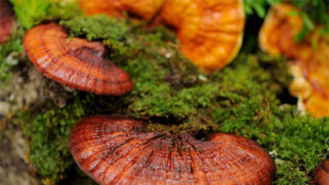 Công dụng của rượu ngâm nấm linh chi đối với sức khỏe