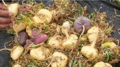 Công dụng chữa bệnh tuyệt vời của sâm Maca Peru