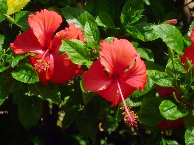 Dâm bụt và những tác dụng chữa bệnh độc đáo