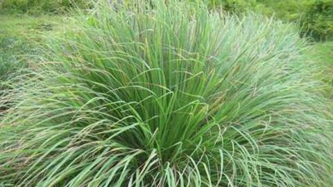 Cây sả trong bài thuốc sát khuẩn, chống viêm