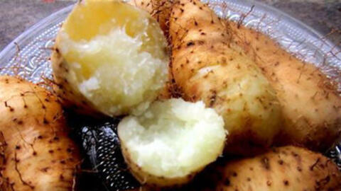 Củ từ - những công dụng chữa bệnh tuyệt vời