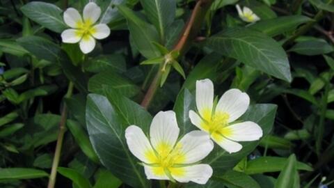 Cây dừa nước - vị thuốc dân gian chữa bệnh hay