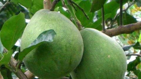 Quả bưởi giúp ngừa ung thư và bệnh tiểu đường