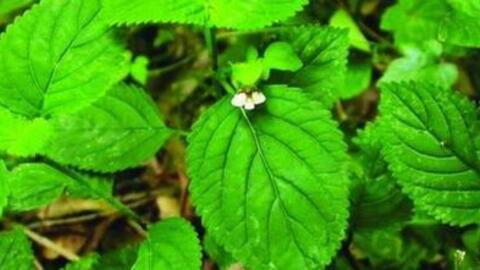 Những tác dụng giải độc cực hay của cỏ mật cá