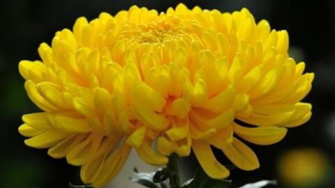 Cúc hoa vàng với tác dụng chữa bệnh về mắt