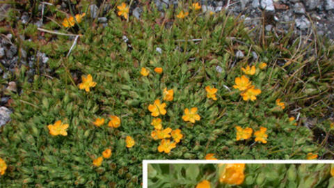 Giải độc, trị viêm với vị thuốc hay từ cây nọc sởi