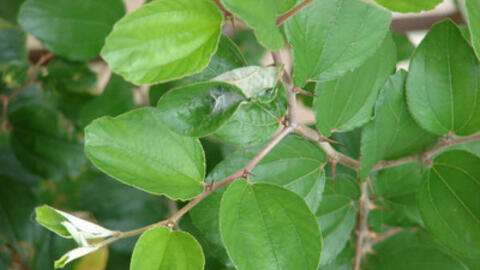 Mẹo hay chữa mụn nhọt từ lá táo ta