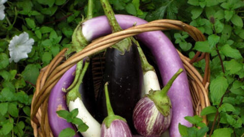 Công dụng chữa bệnh tuyệt vời của cà tím bạn nên biết