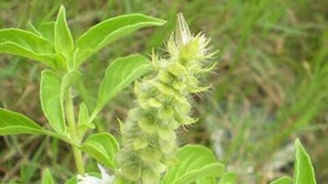 Bài thuốc hay từ cây trà tiên