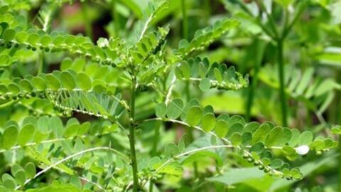 Những bài thuốc quý từ Diệp Hạ Châu