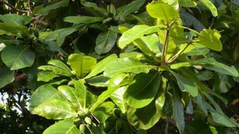 Lá bàng có thể giúp bạn chữa bệnh hiệu quả