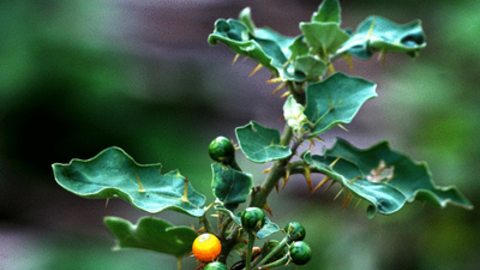 Bỏ túi bí kíp chữa xơ gan từ thảo dược