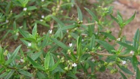 Bài thuốc điều trị bệnh từ Bạch hoa xà thiệt thảo