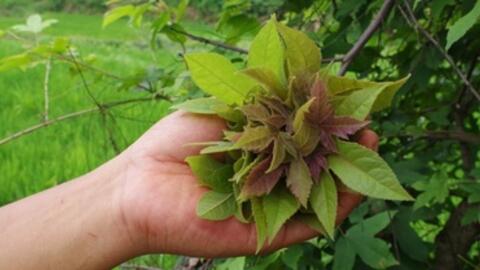 Cây sau sau – vị thuốc giúp giải độc, chỉ huyết