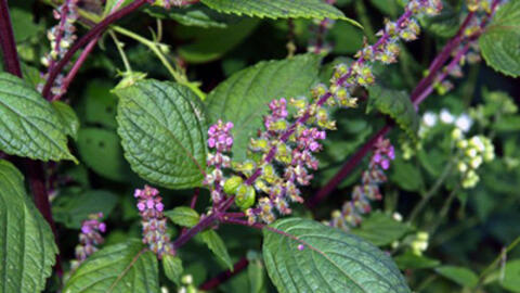 Cách chữa nổi mề đay dị ứng với vị thuốc tự nhiên