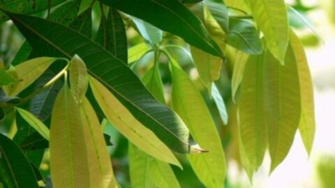 Bài thuốc chữa bệnh độc đáo từ lá xoài non