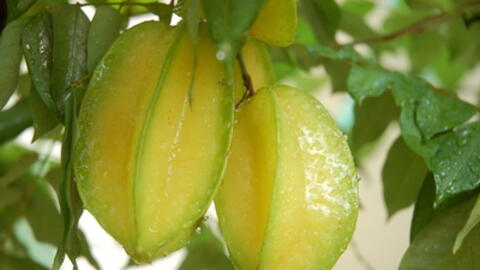 Ăn khế giúp bạn có làn da mịn và giảm cân hiệu quả